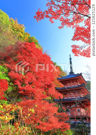 [京都府]晴天時三室戶寺的三層寶塔和秋葉 121625129
