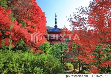 [Kyoto Prefecture] Mimuroto Temple's three-story pagoda and autumn leaves on a clear day 121625135