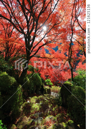 [京都府] 晴天三室戶寺的紅葉 121625136