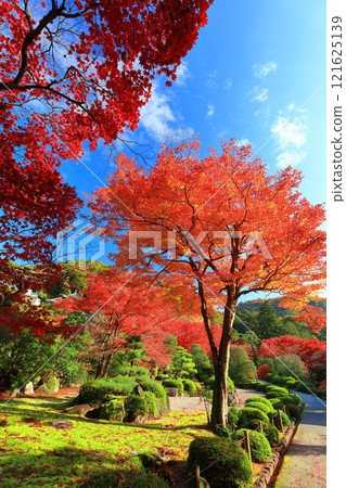 [Kyoto Prefecture] Autumn leaves at Mimuroto Temple on a clear day 121625139