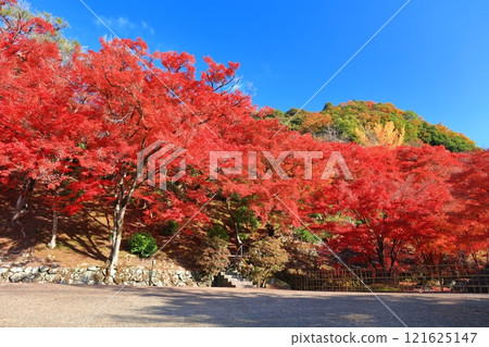 [Kyoto Prefecture] Autumn leaves at Mimuroto Temple on a clear day 121625147