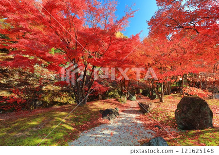 [Kyoto Prefecture] Autumn leaves at Mimuroto Temple on a clear day 121625148