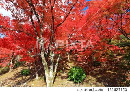 [京都府] 晴天三室戶寺的紅葉 121625150