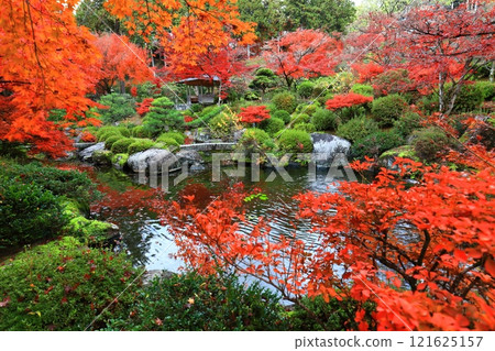 [京都府] 晴天三室戶寺的紅葉 121625157