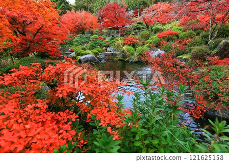 [京都府] 晴天三室戶寺的紅葉 121625158