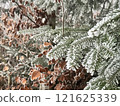 Frosted Pine Branches and Autumn Leaves Close-Up 121625339