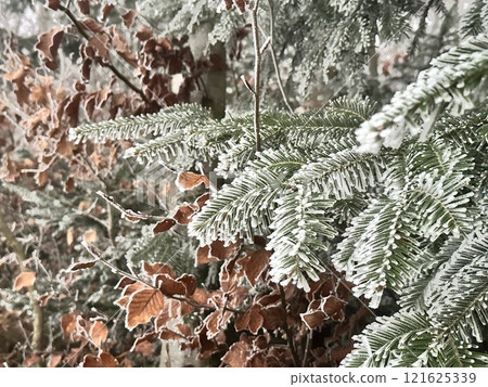 Frosted Pine Branches and Autumn Leaves Close-Up 121625339