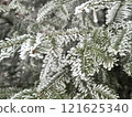 Frost-Covered Pine Needles Close-Up 121625340