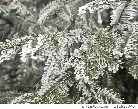 Frost-Covered Pine Needles Close-Up 121625340