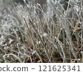 Frosty Winter Branches Close-Up 121625341
