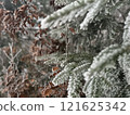 Frosted Pine Branches and Autumn Leaves Close-Up 121625342