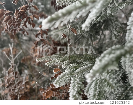 Frosted Pine Branches and Autumn Leaves Close-Up 121625342