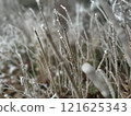 Frosty Winter Branches Close-Up 121625343