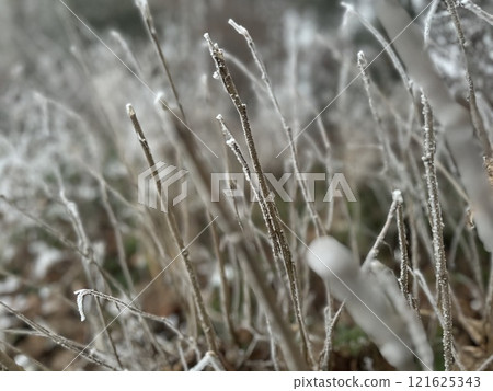 Frosty Winter Branches Close-Up 121625343