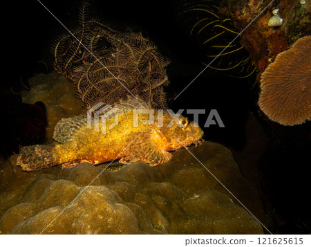 A scorpionfish, found at a Puerto Galera scuba dive in the Philippines A scorpionfish, found at a Puerto Galera scuba dive in the Philippines 121625615