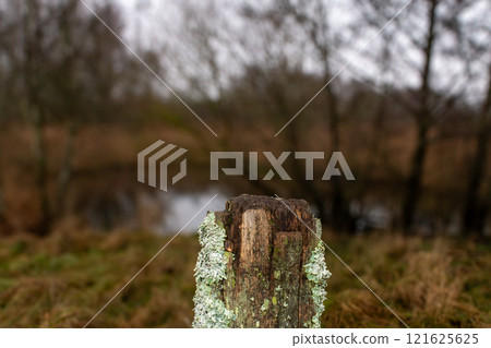 A wooden pole covered with moss. Blurry background, shallow depth of field 121625625