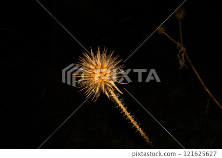 A close-up picture of a dry Yellowflower teasel or Dipsacus strigosus. Isolated on a black background A close-up picture of a dry Yellowflower teasel or Dipsacus strigosus. Isolated on a black background 121625627