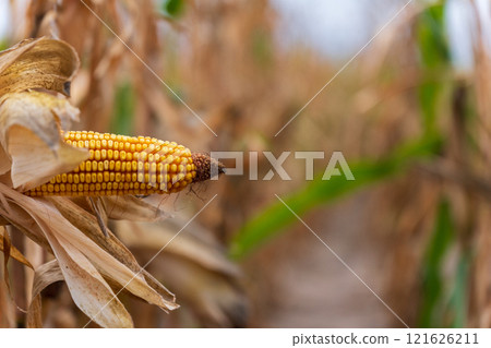 Amidst tall, dried stalks, a healthy ear of corn emerges, basking in the sunlight. This young sprout represents the culmination of hard work in rural agriculture, promising a bountiful harvest 121626211