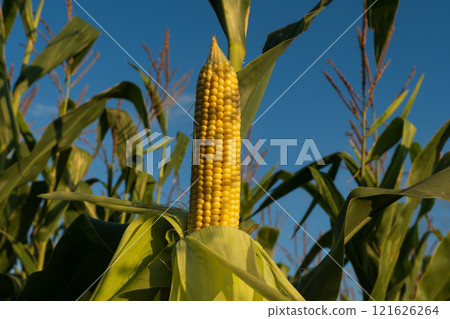 Bright yellow corn stands prominently on the stalk, surrounded by lush green leaves in a vast cornfield. The light of the setting sun highlights the rural farming landscape, signaling harvest time Bright yellow corn stands prominently on the stalk, surrounded by lush green leaves in a vast cornfield. The light of the setting sun highlights the rural farming landscape, signaling harvest time 121626264
