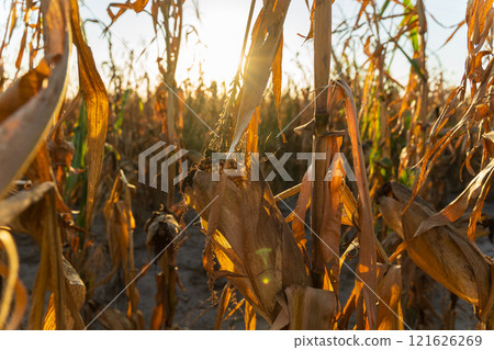 Dried maize stalks stand tall in a cornfield during the golden hour of sunset. The field showcases the culmination of a successful agricultural season in a serene rural landscape Dried maize stalks stand tall in a cornfield during the golden hour of sunset. The field showcases the culmination of a successful agricultural season in a serene rural landscape 121626269