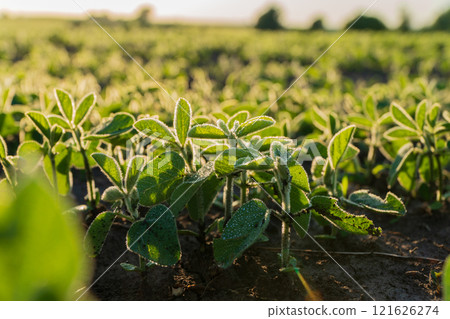 Young soybean plants thrive in a vibrant green field, basking in sunlight. This healthy growth indicates the beginning of the planting season, showcasing the potential for a fruitful harvest 121626274