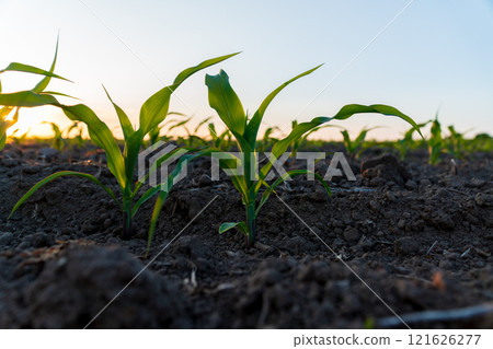 Young corn plants emerge from dark, rich soil, thriving under the gentle rays of sunlight in a serene rural farming landscape. The vibrant green leaves stretch upwards 121626277