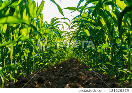 In a fertile field, young corn plants emerge from rich soil, thriving in the warm sunlight. The healthy green leaves showcase the vitality of rural farming efforts In a fertile field, young corn plants emerge from rich soil, thriving in the warm sunlight. The healthy green leaves showcase the vitality of rural farming efforts 121626279