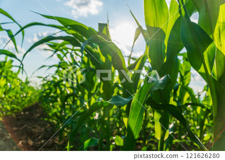 Young corn plants rise from the rich soil, reaching towards the sun. The lush green leaves bask in warm light, highlighting the beauty of rural farming. The crop thrives in early summer conditions Young corn plants rise from the rich soil, reaching towards the sun. The lush green leaves bask in warm light, highlighting the beauty of rural farming. The crop thrives in early summer conditions 121626280