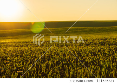 Golden sunlight illuminates a vast winter wheat field, highlighting the fresh green sprouts against the rich soil, symbolizing growth and nature's beauty in agriculture Golden sunlight illuminates a vast winter wheat field, highlighting the fresh green sprouts against the rich soil, symbolizing growth and nature's beauty in agriculture 121626284