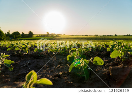Vibrant soybean seedlings stretch towards the sun in a lush green field at golden hour. The warm light highlights the fresh growth of the plants, symbolizing a promising harvest 121626339