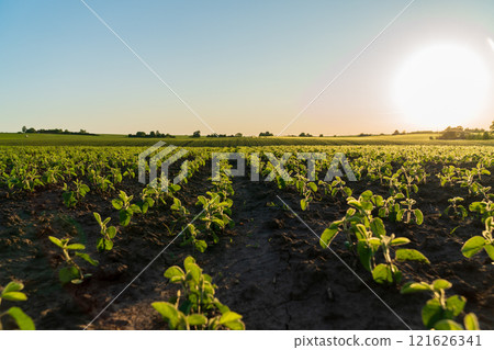 Rows of vibrant soybean seedlings are emerging from the soil in a large field. The sun rises, casting a warm glow over the lush green plants, signaling the start of a new day Rows of vibrant soybean seedlings are emerging from the soil in a large field. The sun rises, casting a warm glow over the lush green plants, signaling the start of a new day 121626341