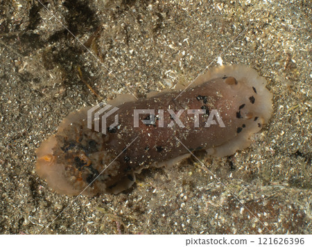 A sea slug that looks like a black-spotted sea slug A sea slug that looks like a black-spotted sea slug 121626396