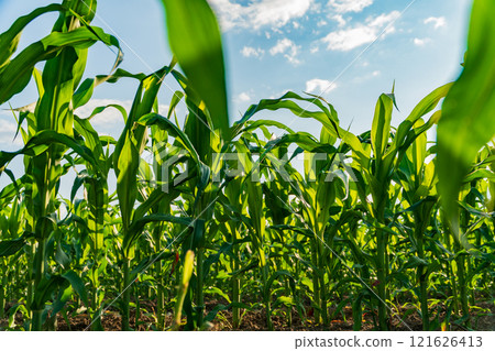 A vibrant cornfield features tall green stalks basking in warm sunlight, showcasing healthy growth and agricultural abundance as the sun sets on the horizon 121626413