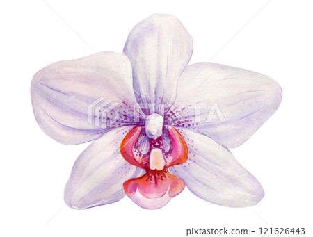 Watercolor orchid flowers isolated on background, beautiful decorative floral illustration, botanical vibrant nature art 121626443