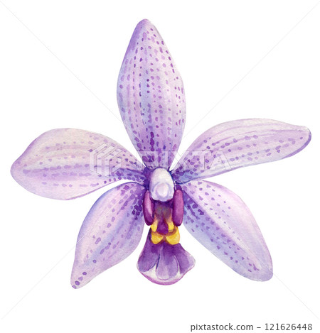 violet orchid flowers isolated, beautiful decorative floral illustration, watercolor botanical vibrant nature clip art violet orchid flowers isolated, beautiful decorative floral illustration, watercolor botanical vibrant nature clip art 121626448