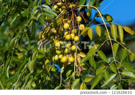 Sendan's fruit 121626610