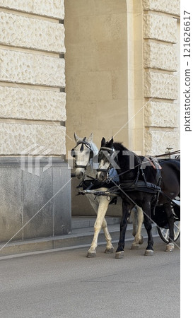 Elegant Black And White Carriage Horses Passing Stone Building in Vienna 121626617