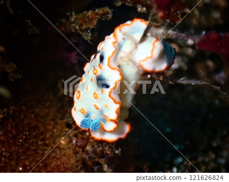Izu Kitagawa's Hanaotome Sea Slug Izu Kitagawa's Hanaotome Sea Slug 121626824