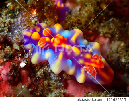 The sea slug of Izu Kitagawa The sea slug of Izu Kitagawa 121626825