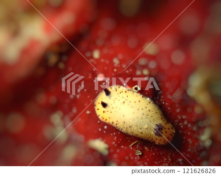 Sesame velvet sea slug of Izu Kitagawa Sesame velvet sea slug of Izu Kitagawa 121626826