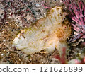 伊豆北川的裸石魚 121626899