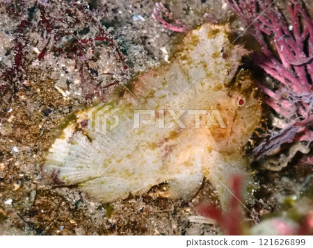 伊豆北川的裸石魚 伊豆北川的裸石魚 121626899