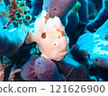 伊豆北川的棕色安康魚 121626900