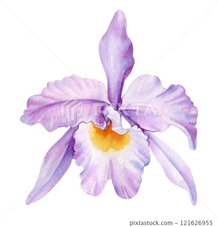 Lilac delicate tropical orchid flowers watercolor illustration, isolated on white background, nature, botanical clip art 121626955