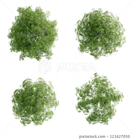 tree top view plant landscape architecture nature garden aerial render. trees branch isolate collection illustration environment green botany urban bush park. tree architecture conifer decorative. 121627050