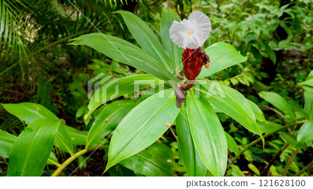 White flowers of Iris hoozakii 121628100