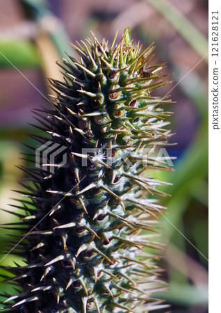 Succulent Cactus Cultivated as Pot Plant. Succulent Cactus Cultivated as Pot Plant. 121628121