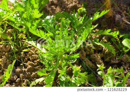 Shanda Shanda 121628229