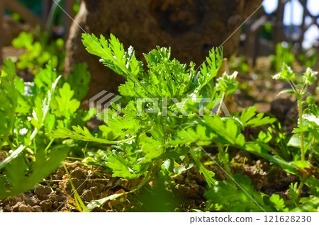 Shanda Shanda 121628230