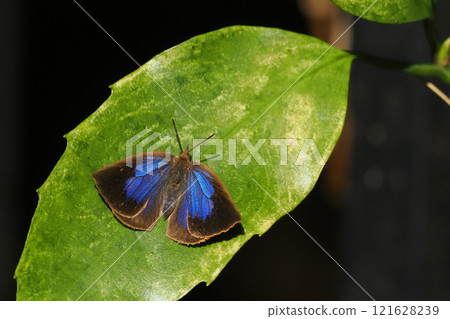 Murasaki Shijimi (female) 121628239